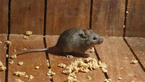 家里有老鼠代表什么 枫树寓意